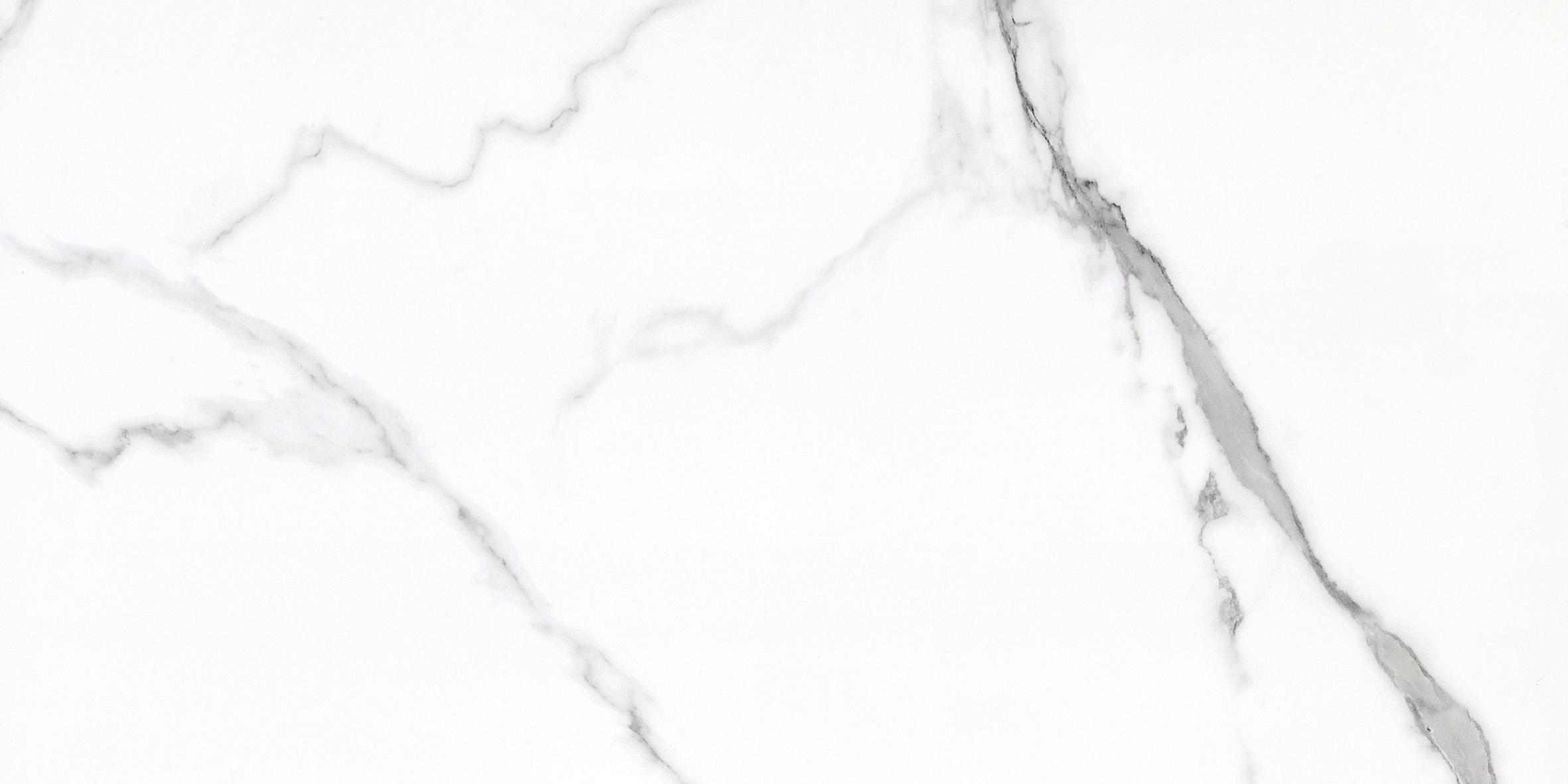 A1-GT48611顶级鱼肚白