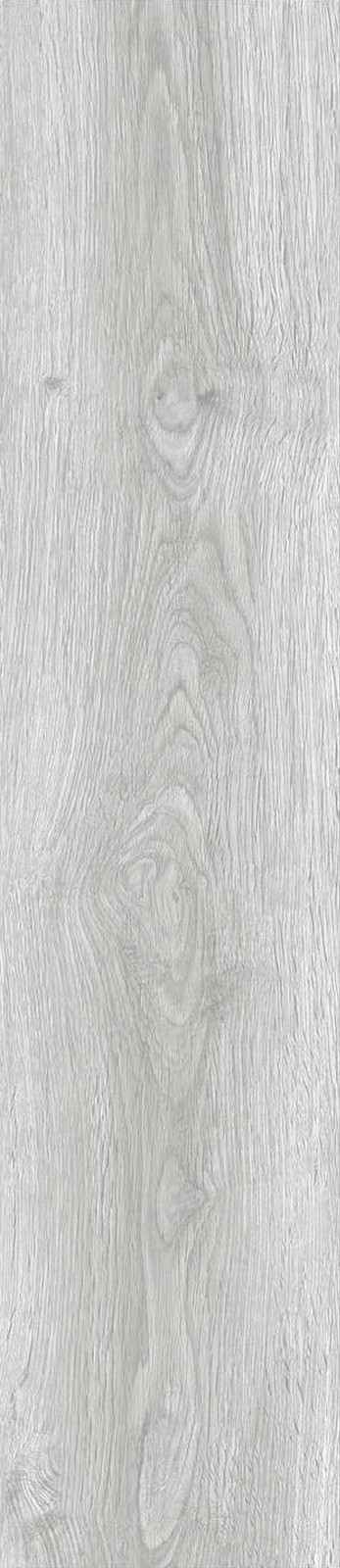 JMT1202-澳洲乔木