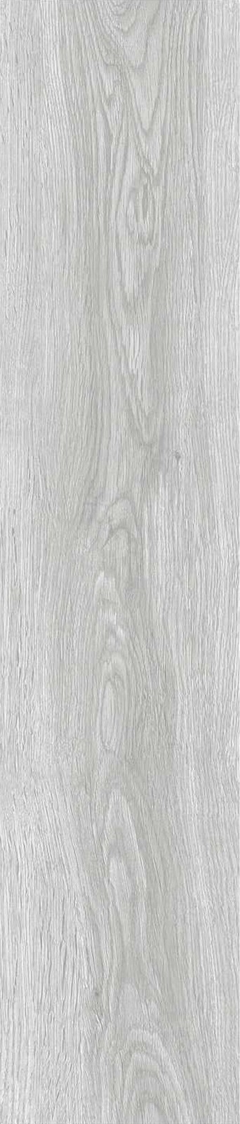 JMT1202-澳洲乔木