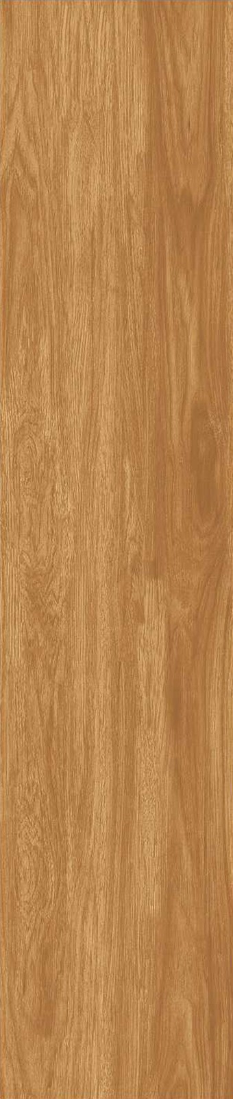 JMT1205-北美胡杨