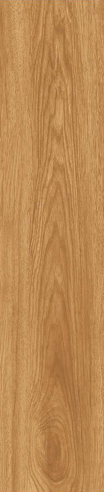 JMT1205-北美胡杨